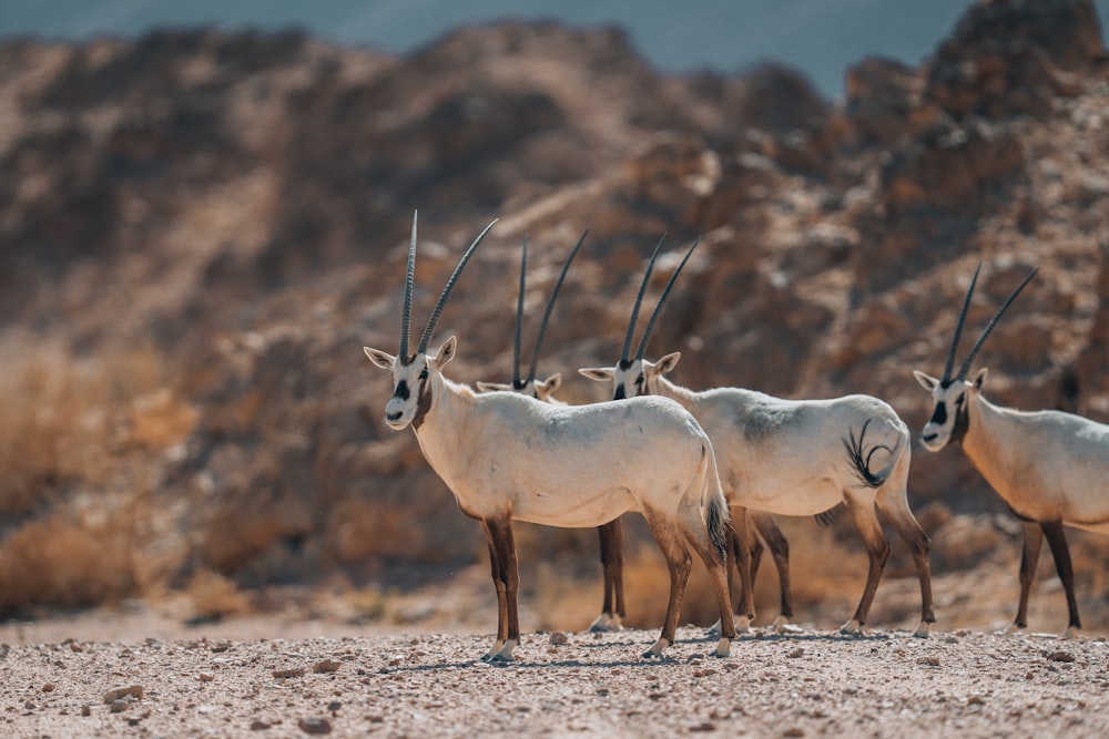 a group of antelope standing next to each other