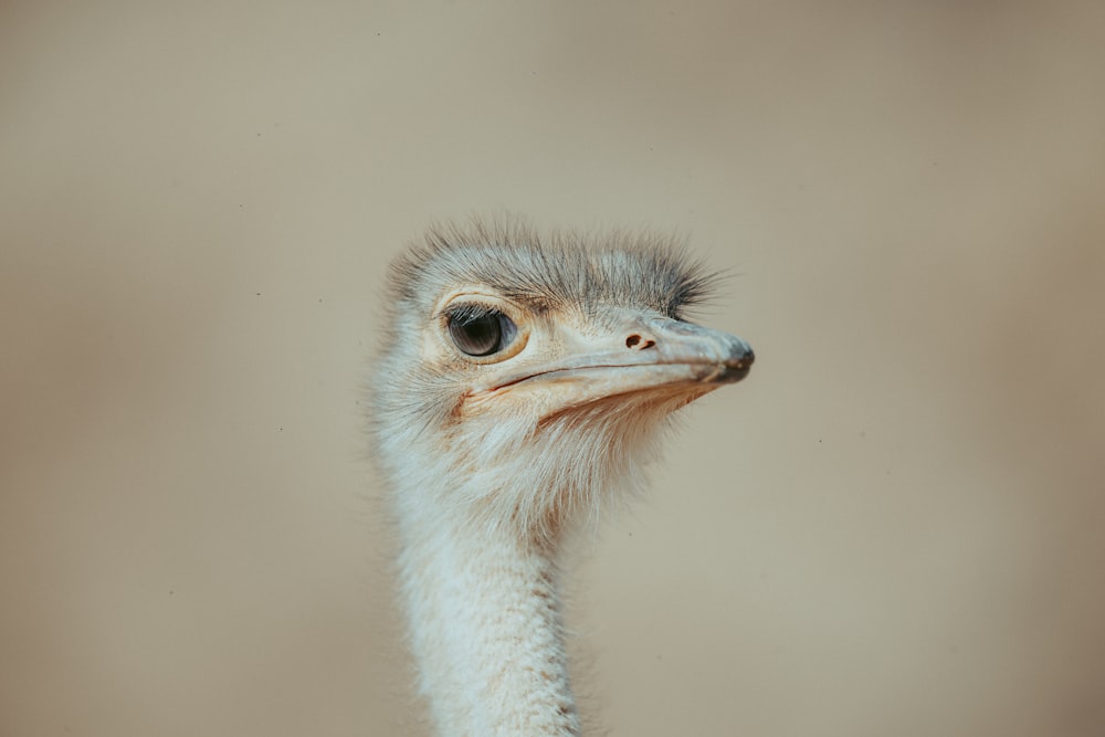 an ostrich looking at the camera with a blurry background