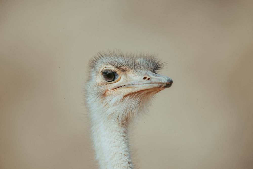 Un avestruz mirando a la cámara con un fondo borroso