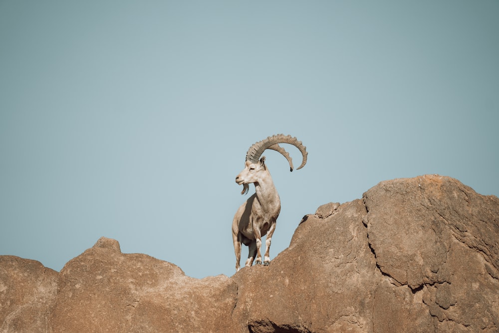 a ram standing on top of a large rock