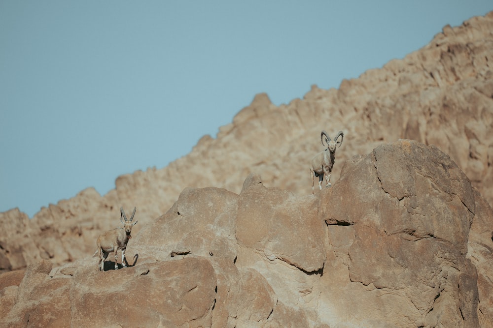 바위 언덕 꼭대기에 서 있는 두 마리의 동물