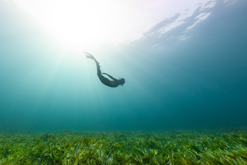 uma pessoa nadando na água com grama