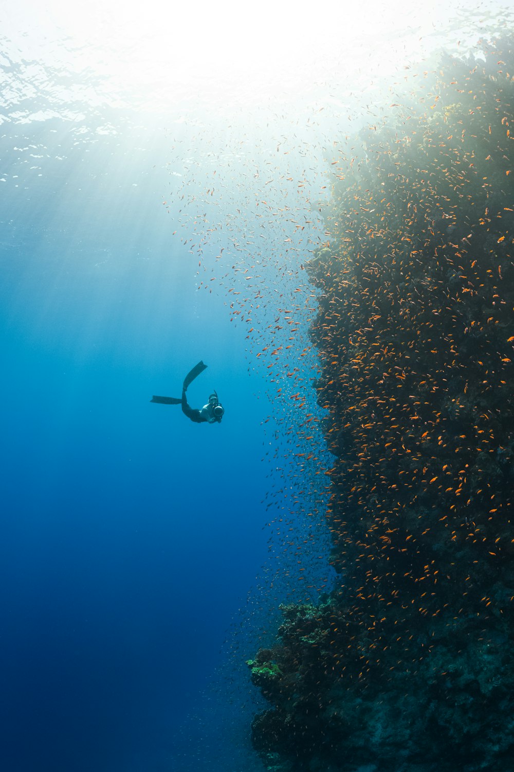 uma pessoa nadando no oceano com um monte de peixes