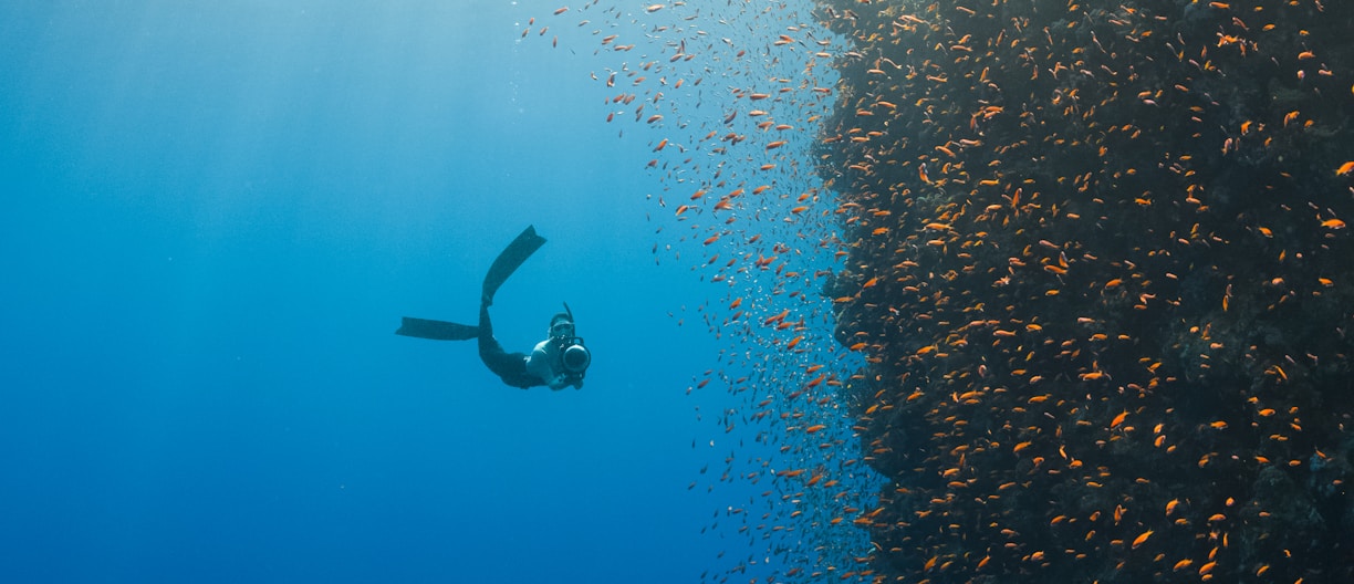 a person swimming in the ocean with a lot of fish