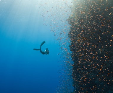 a person swimming in the ocean with a lot of fish