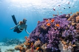 a woman scubas over a colorful coral reef