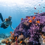 a woman scubas over a colorful coral reef