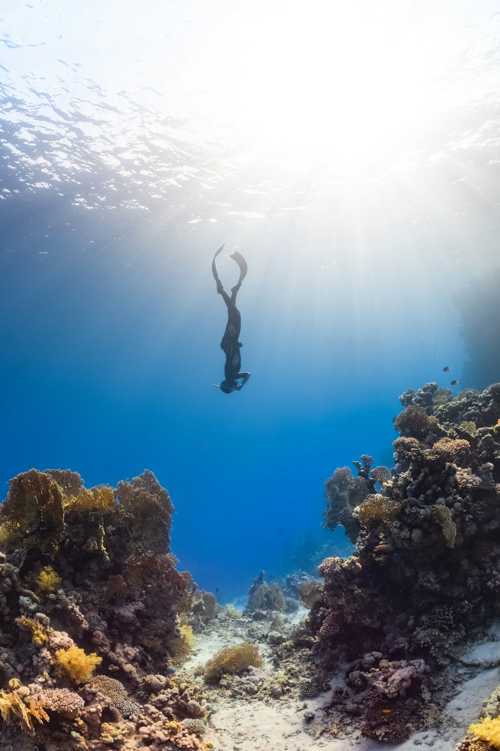 una persona sta nuotando nell'acqua vicino a una barriera corallina