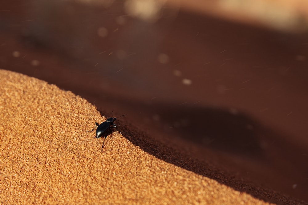 a bug sitting on top of a pile of sand