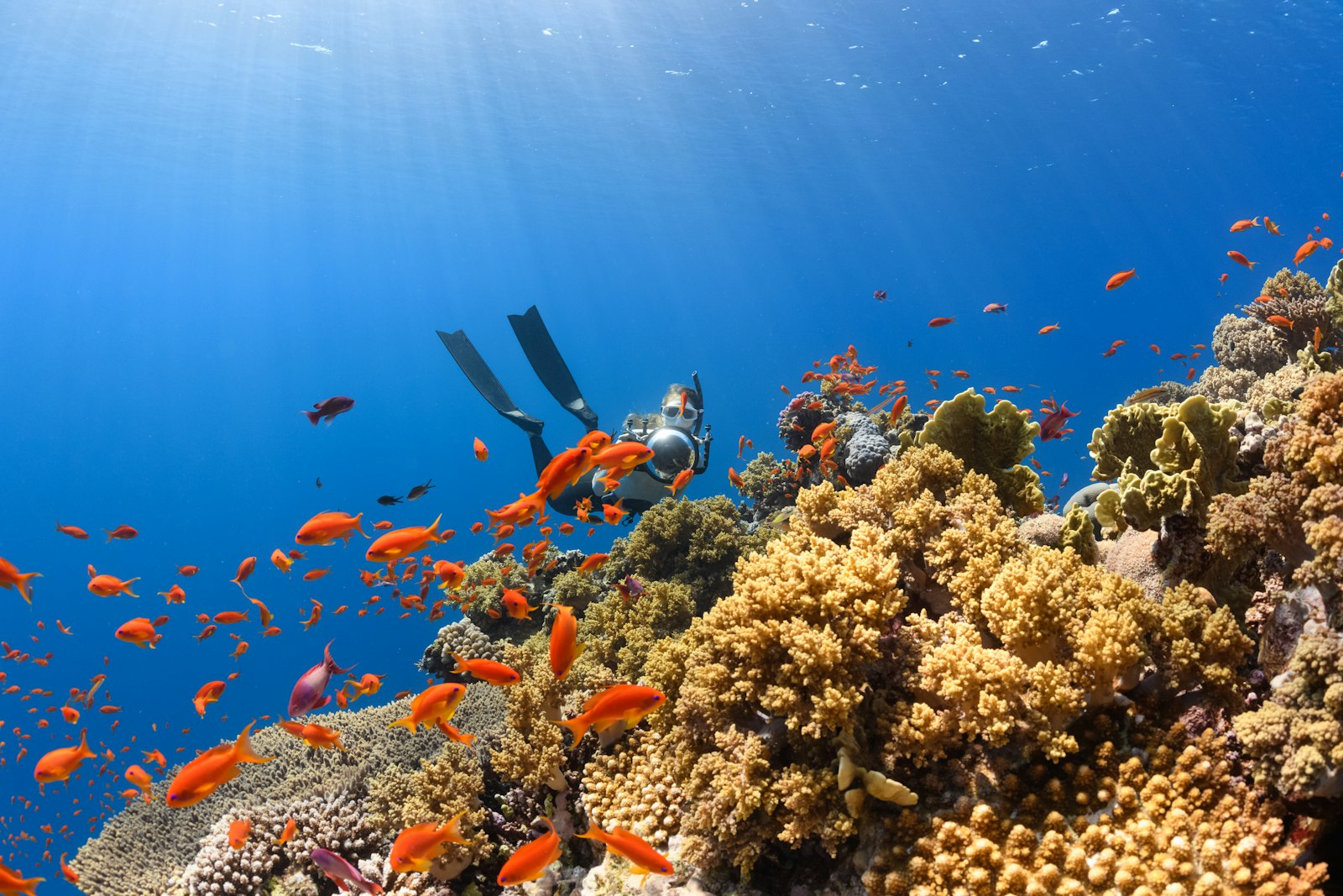A scuba diver swimming over a colorful Red Sea coral reef