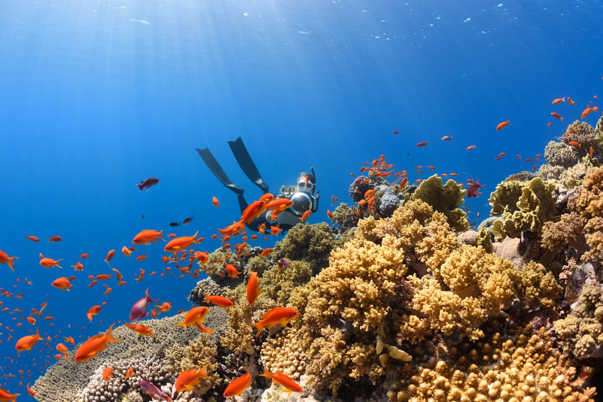 Scuba diver swimming over a vibrant coral reef with tropical fish