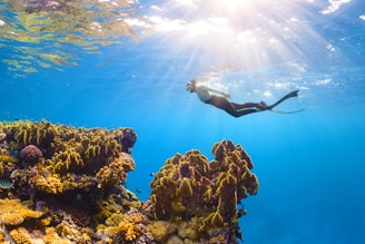 a person swimming in the water near a coral reef