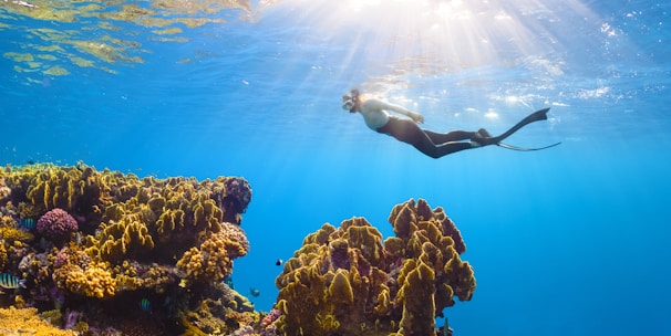 a person swimming in the water near a coral reef