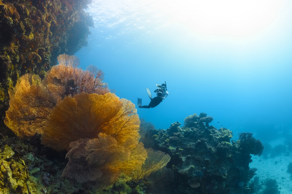 산호초 근처 바다에서 수영하는 사람