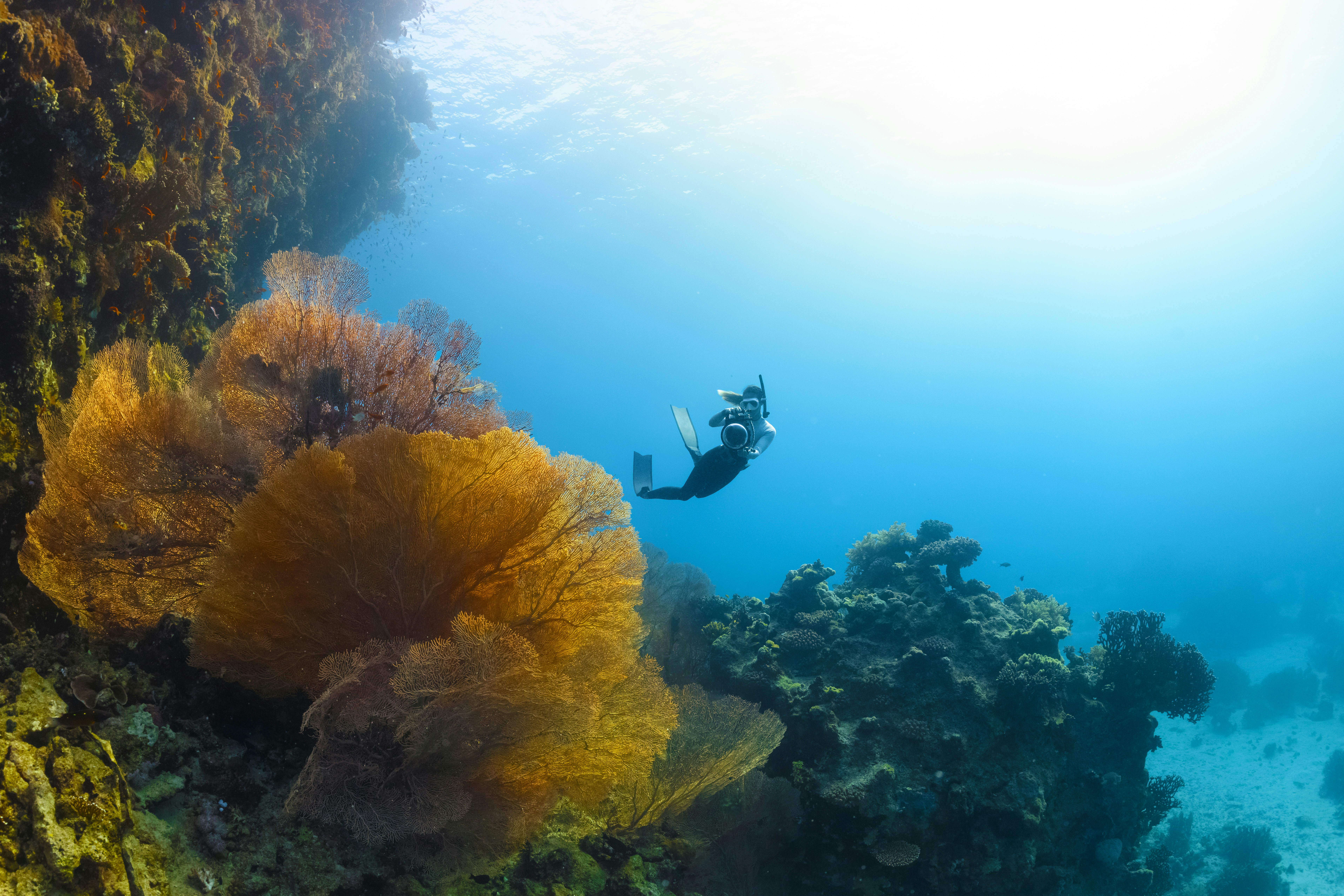Home to kaleidoscopic-colored coral reefs and an abundance of diverse marine life - Islands of NEOM- NEOM, Saudi Arabia.