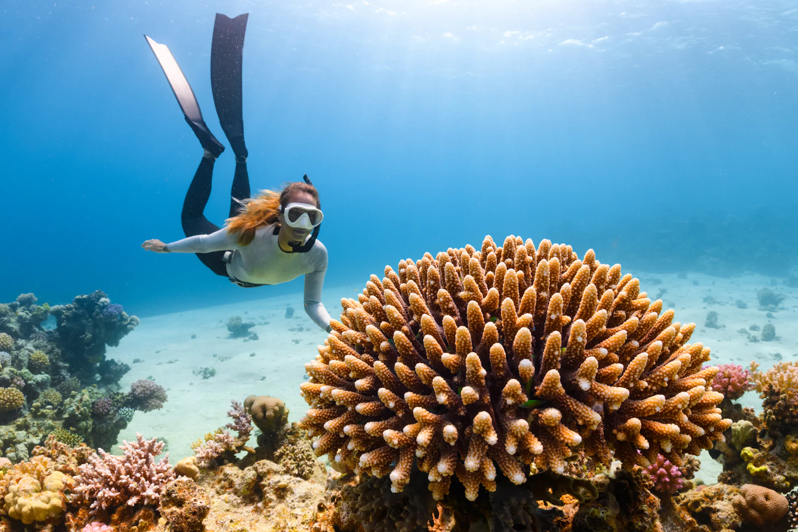 Snorkeler gliding over a sunlit hard-coral bommie
