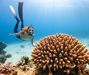 a scuba diver swims over a coral reef