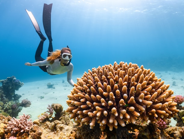 a scuba diver swims over a coral reef