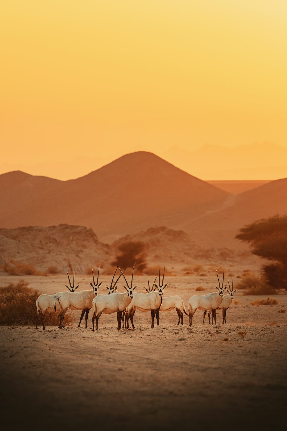 a group of antelope standing in the desert