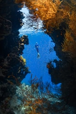 a person swimming in the ocean surrounded by seaweed