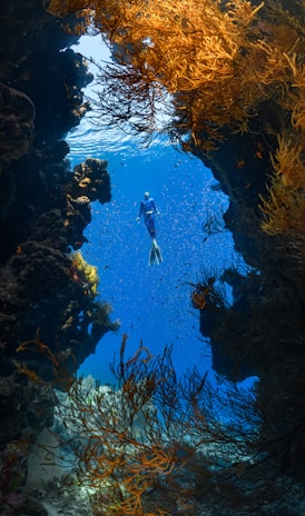 a person swimming in the ocean surrounded by seaweed