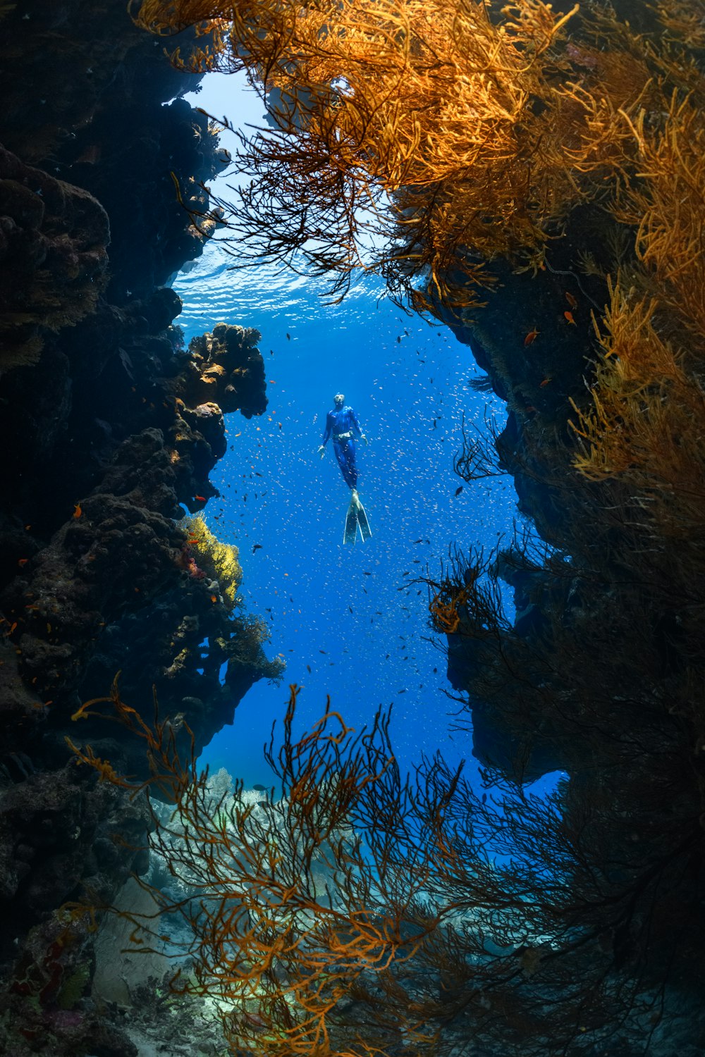 uma pessoa nadando no oceano cercada por algas marinhas