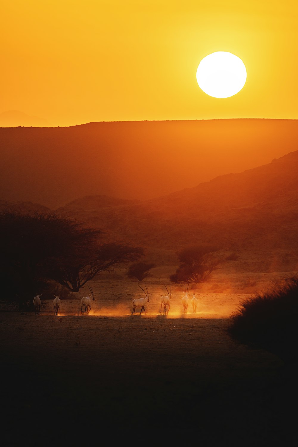 a group of animals walking across a grass covered field