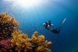 a person swimming in the ocean with a lot of fish