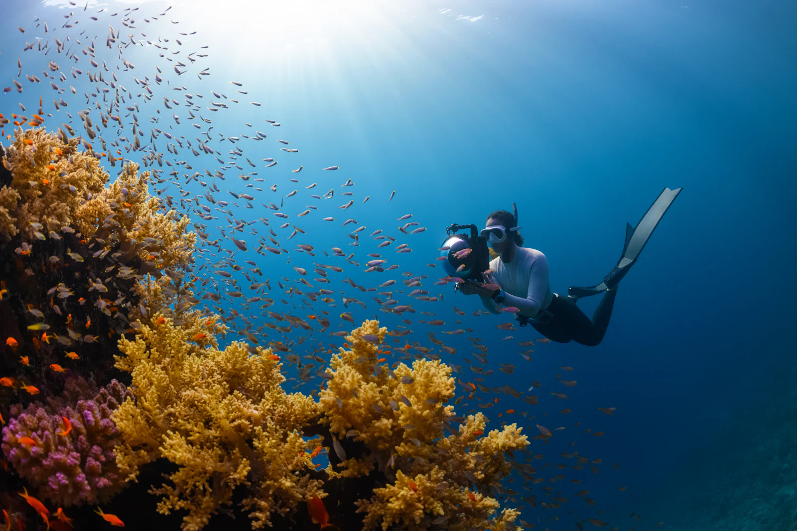 Diver over golden soft corals surrounded by a cloud of orange anthias