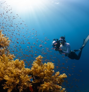 a person swimming in the ocean with a lot of fish