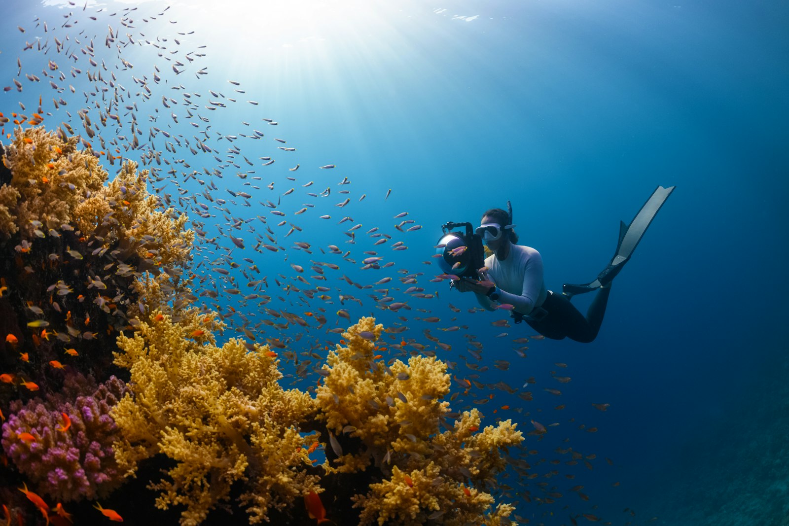 A diver finning along a wall of healthy hard coral with sunbeams from the surface