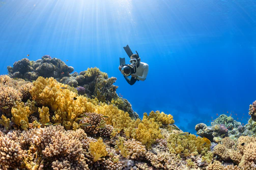 Underwater photo of a diver exploring colorful coral reefs in Ilhabela.