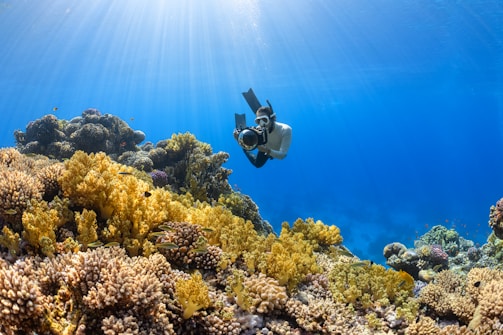 A scuba diver is capturing images or videos of a vibrant coral reef underwater. Sun rays penetrate through the clear blue water, illuminating the diverse and colorful corals. Small fish are swimming around the corals.