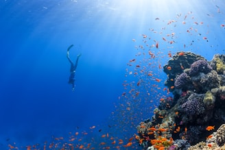 a person swimming over a coral reef with lots of fish