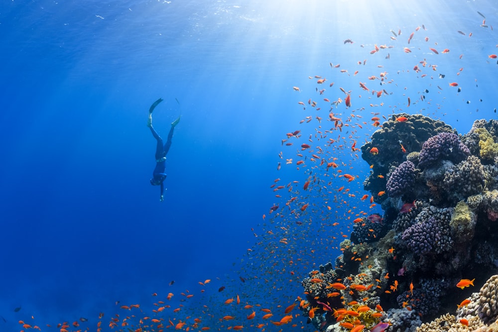 uma pessoa nadando sobre um recife de coral com muitos peixes