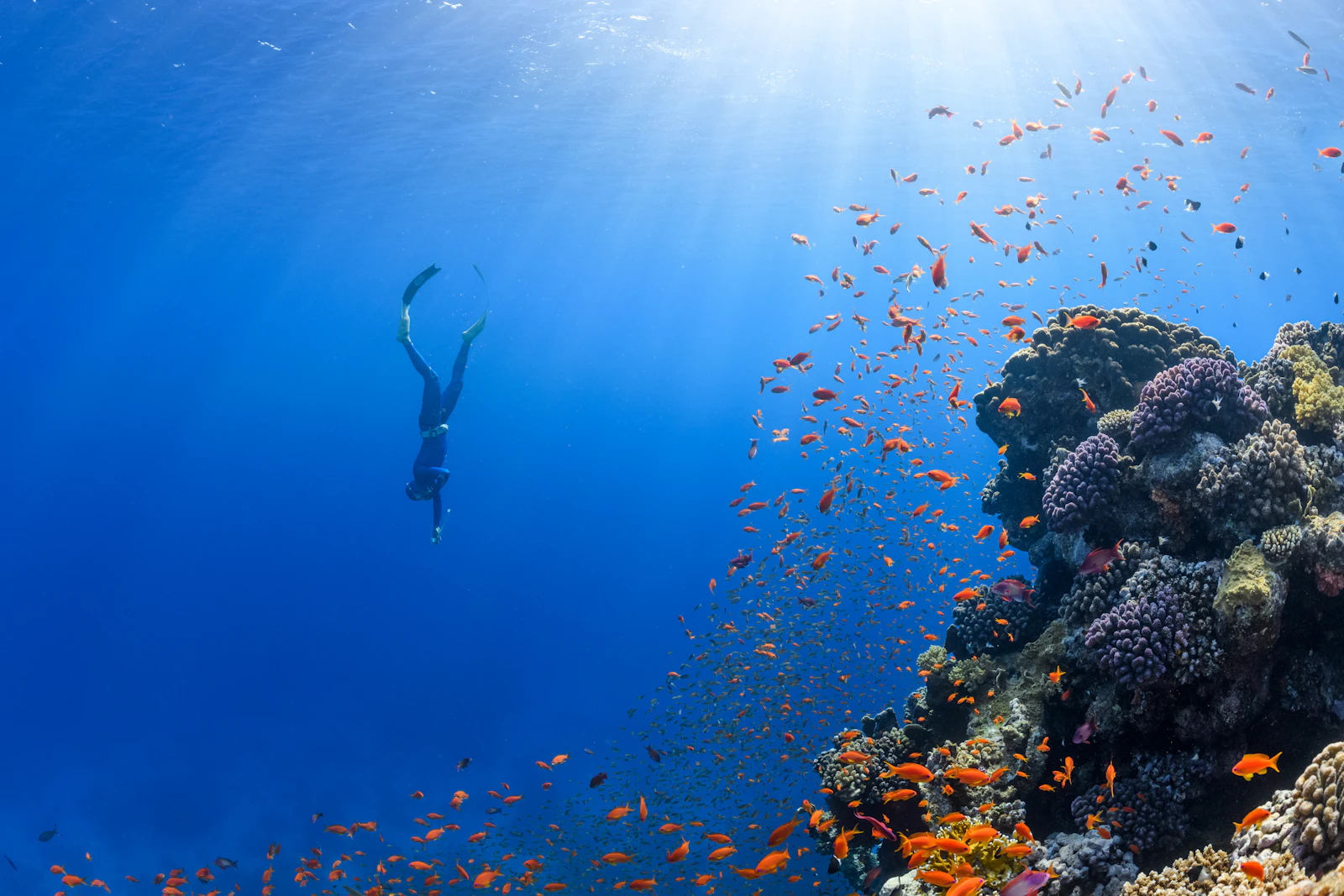 Discovery Scuba (DSD) – Trincomalee