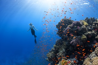 A diver is swimming near a vibrant coral reef under clear blue water, surrounded by numerous small orange fish. Sunlight filters down from above, illuminating the scene and highlighting the diverse marine life and coral formations.
