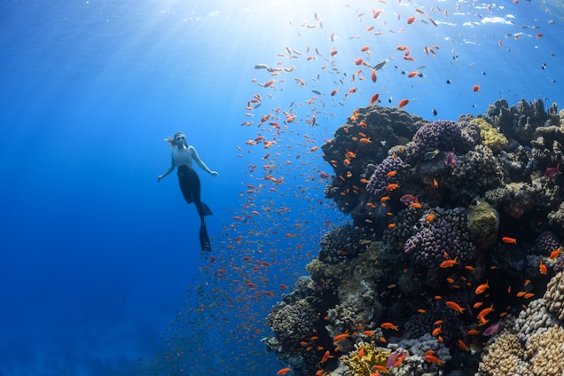 A diver is swimming near a vibrant coral reef under clear blue water, surrounded by numerous small orange fish. Sunlight filters down from above, illuminating the scene and highlighting the diverse marine life and coral formations.