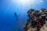A diver exploring a vibrant coral reef with colorful fish swimming around.