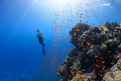 Underwater diver inspecting vibrant coral reef in clear blue water.