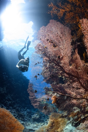 A diver equipped with snorkeling gear swims near vibrant coral reefs under clear blue water. Sunlight beams from above, illuminating the diverse marine life. The scene is serene and mesmerizing, showcasing a beautiful underwater landscape full of colorful corals and various small fish.