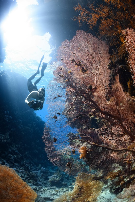 A diver equipped with snorkeling gear swims near vibrant coral reefs under clear blue water. Sunlight beams from above, illuminating the diverse marine life. The scene is serene and mesmerizing, showcasing a beautiful underwater landscape full of colorful corals and various small fish.