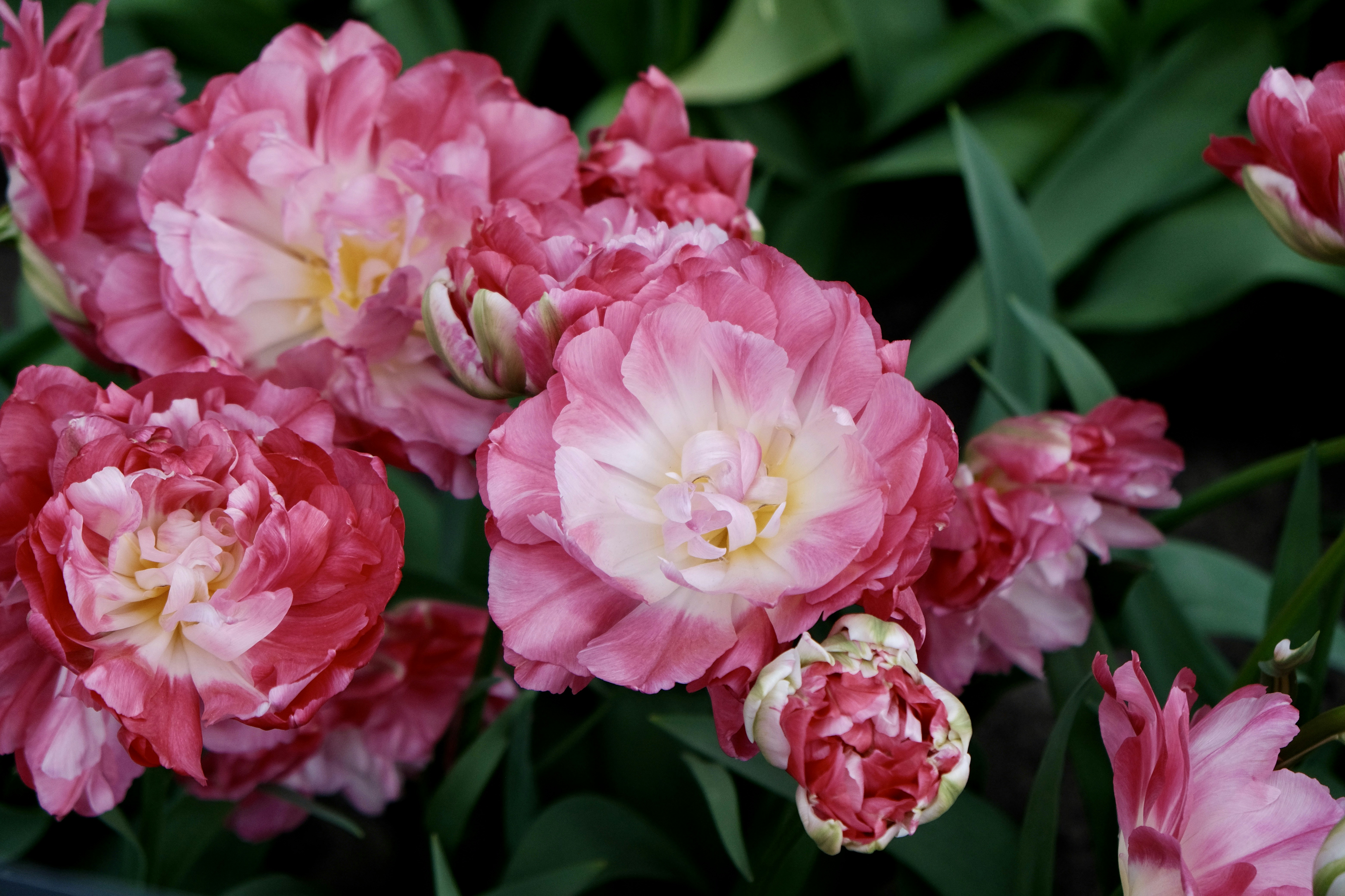 a bunch of pink and white flowers in a garden