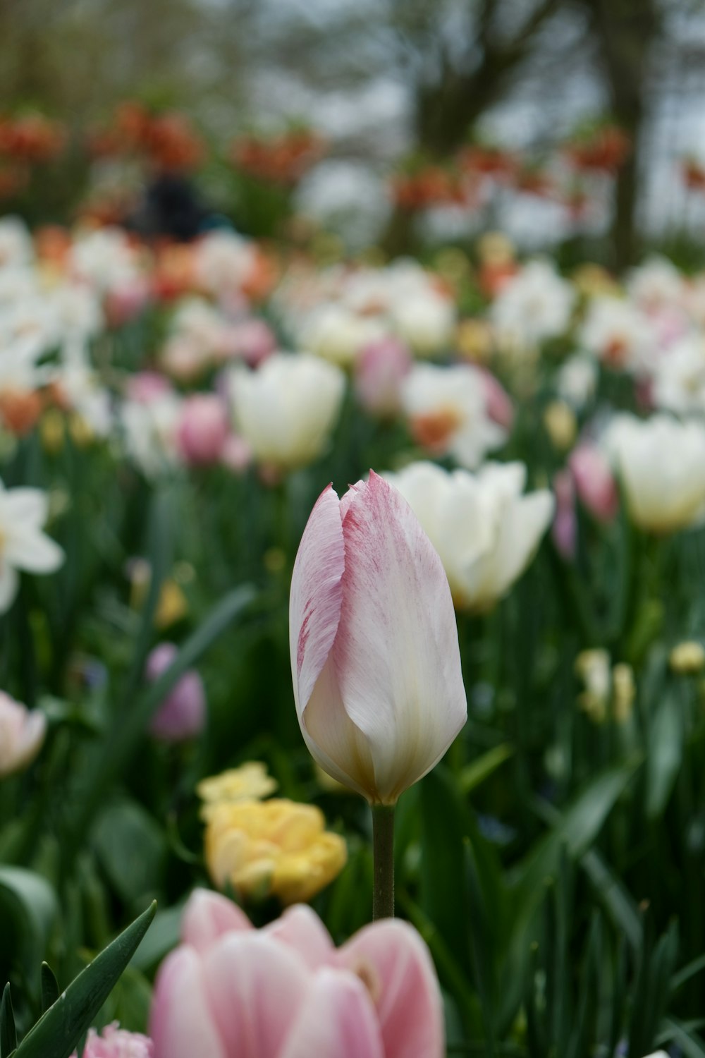 a field full of pink and white tulips