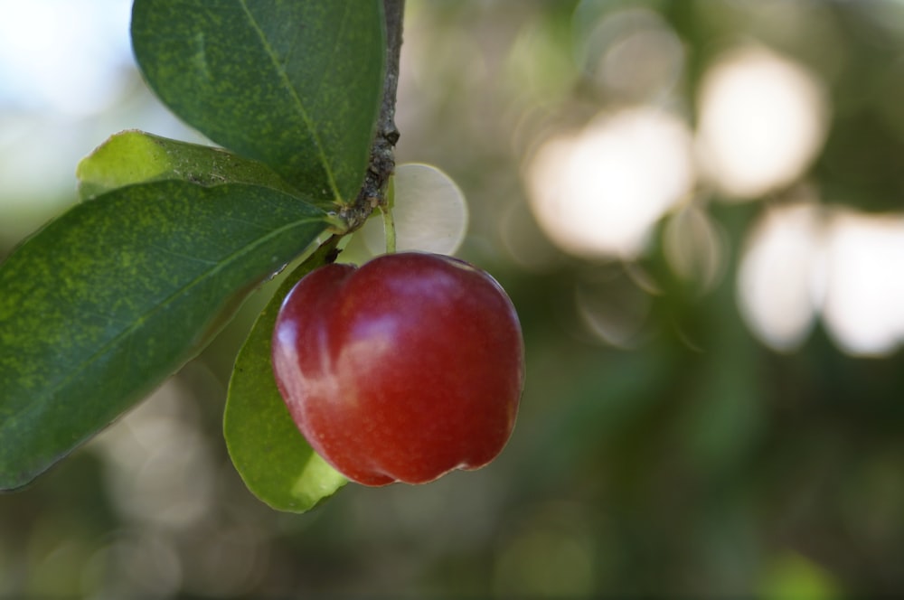a red apple hanging from a green leaf