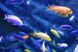 A colorful underwater scene featuring a fishing game.