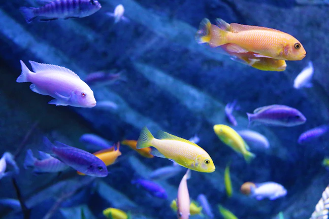 Colorful underwater scene featuring the Peixinhos do Aquário characters swimming joyfully.