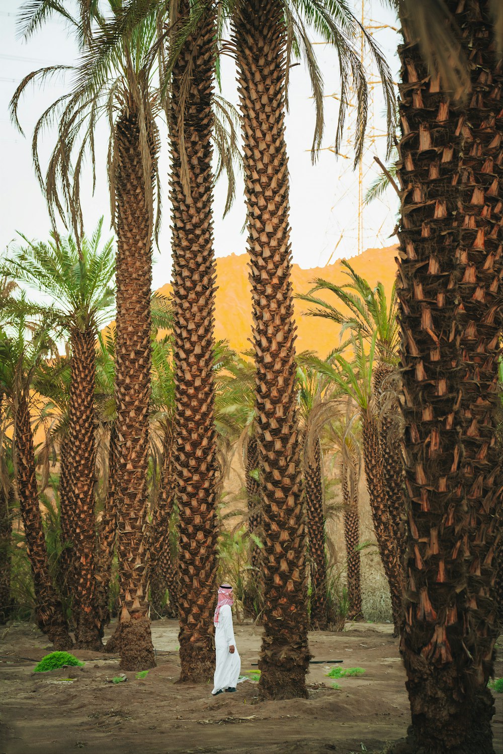 a man standing between palm trees in a desert