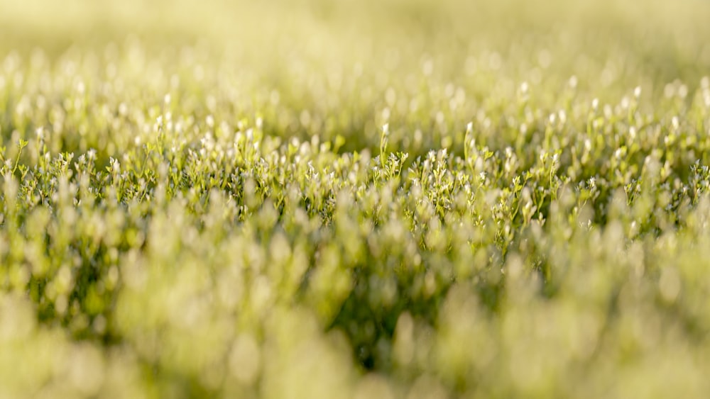 a close up of a field of green grass