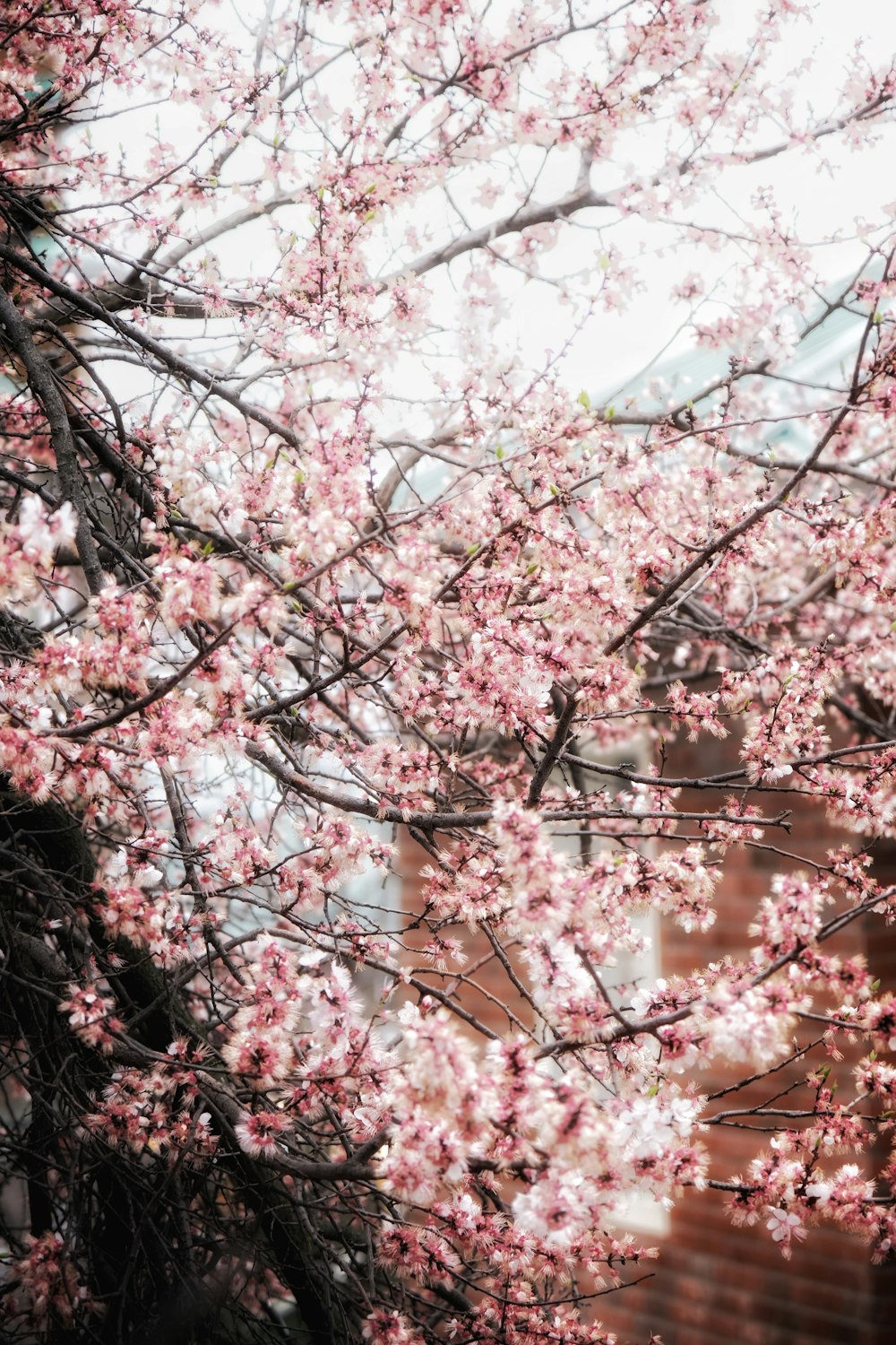 a tree with pink flowers in front of a building